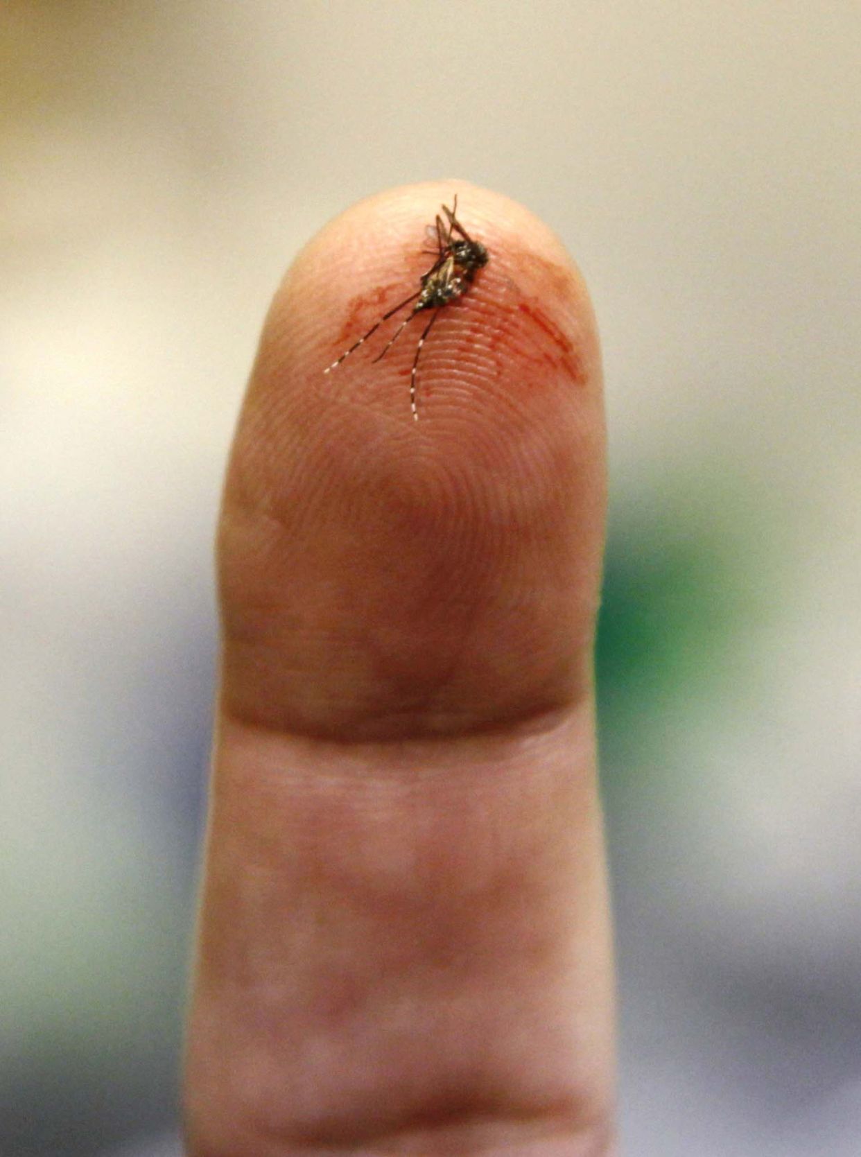Mosquitoes in Alaska